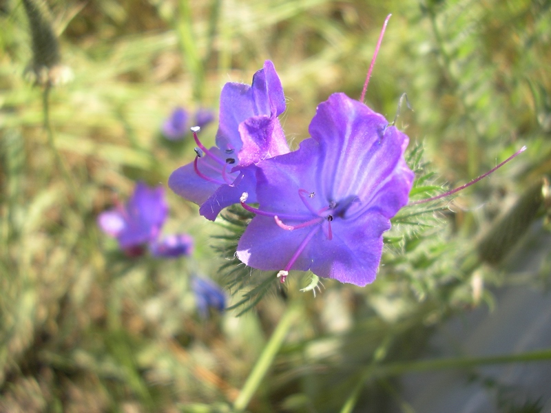 Echium plantagineum / Viperina piantaggine